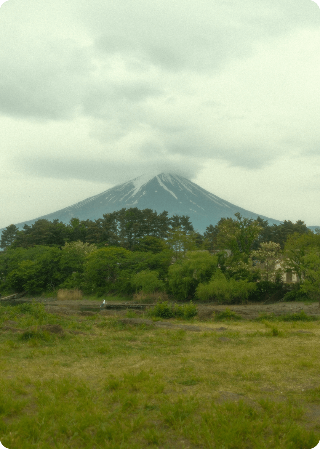 Mount Fuji, partially shrouded in clouds, rises above a dense forest of green trees with a grassy field in the foreground.